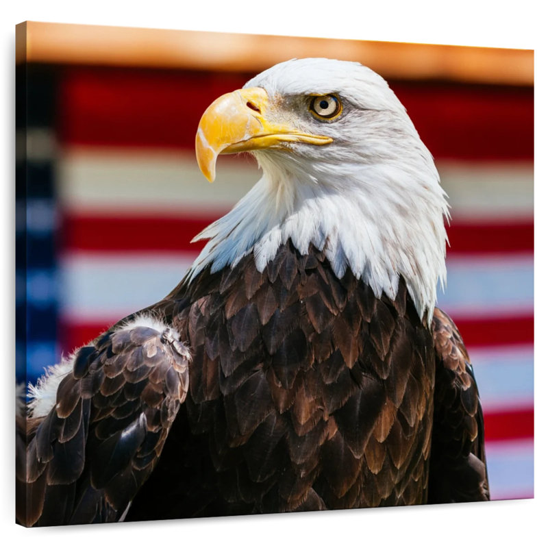 Brampt Mighty US Bald Eagle, 24" H x 24" W