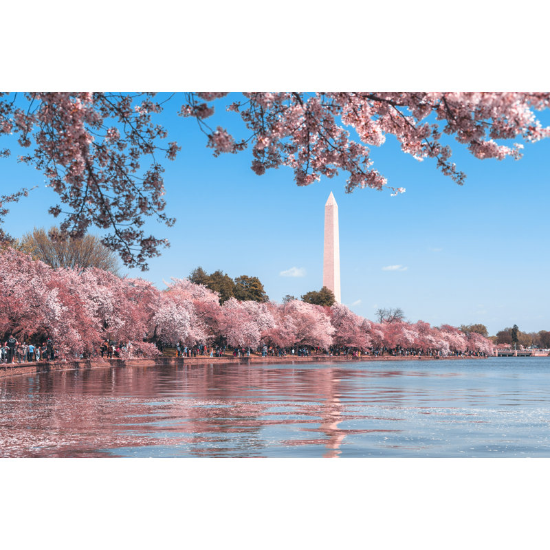 Cerisiers, Washington DC, rivière, rose, reflet, H 26 po x l 50 po x P 1,5 po
