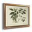 Delicate Botanical III - reproduction d'art sur toile encadrée-1348091362