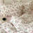 Microfiber Floral Print Comforter Set