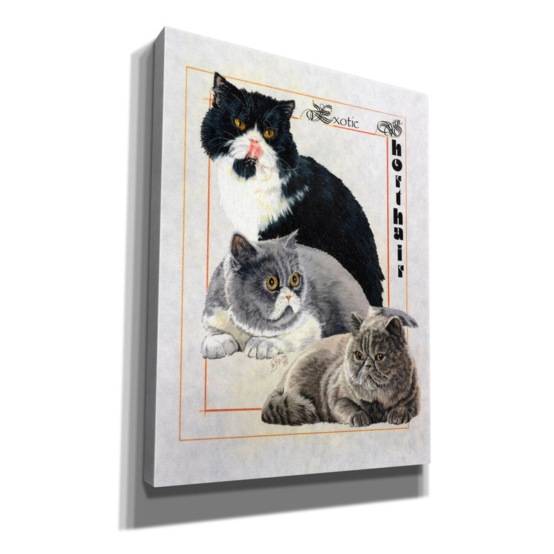Exotic Shorthair par Barbara Keith, H 16 po x l 12 po x P 0,75 po