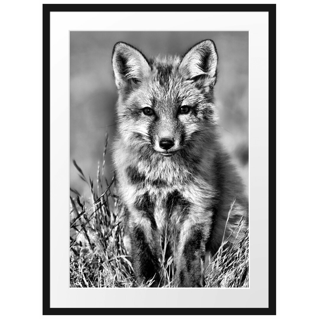 Gerahmtes Poster Kleiner Fuchs auf Wiese