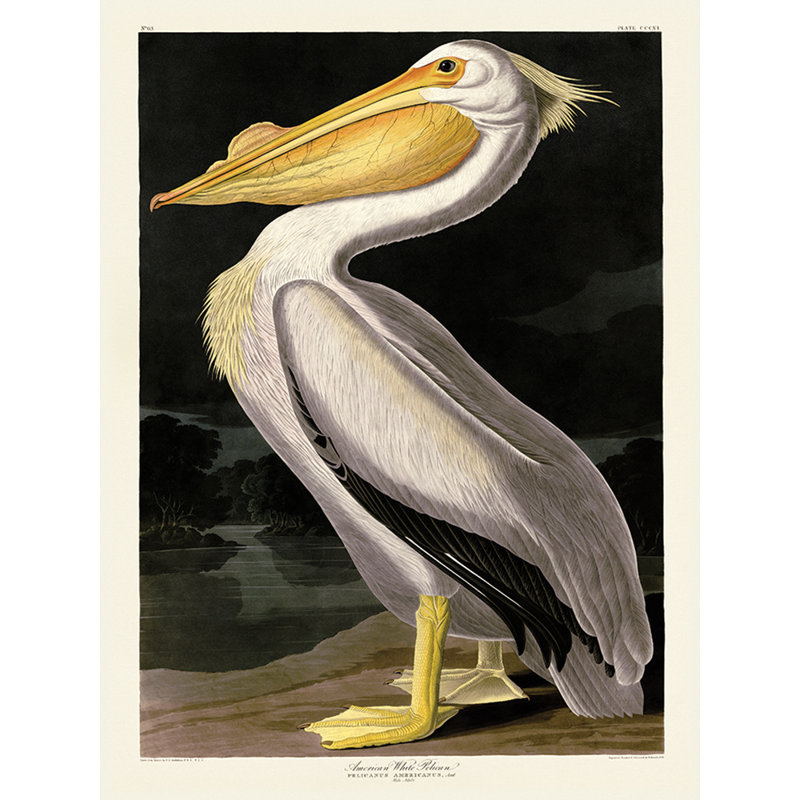 American White Pelican - Wrapped Canvas Print, 80 cm H x 60 cm W x 3.8 cm D