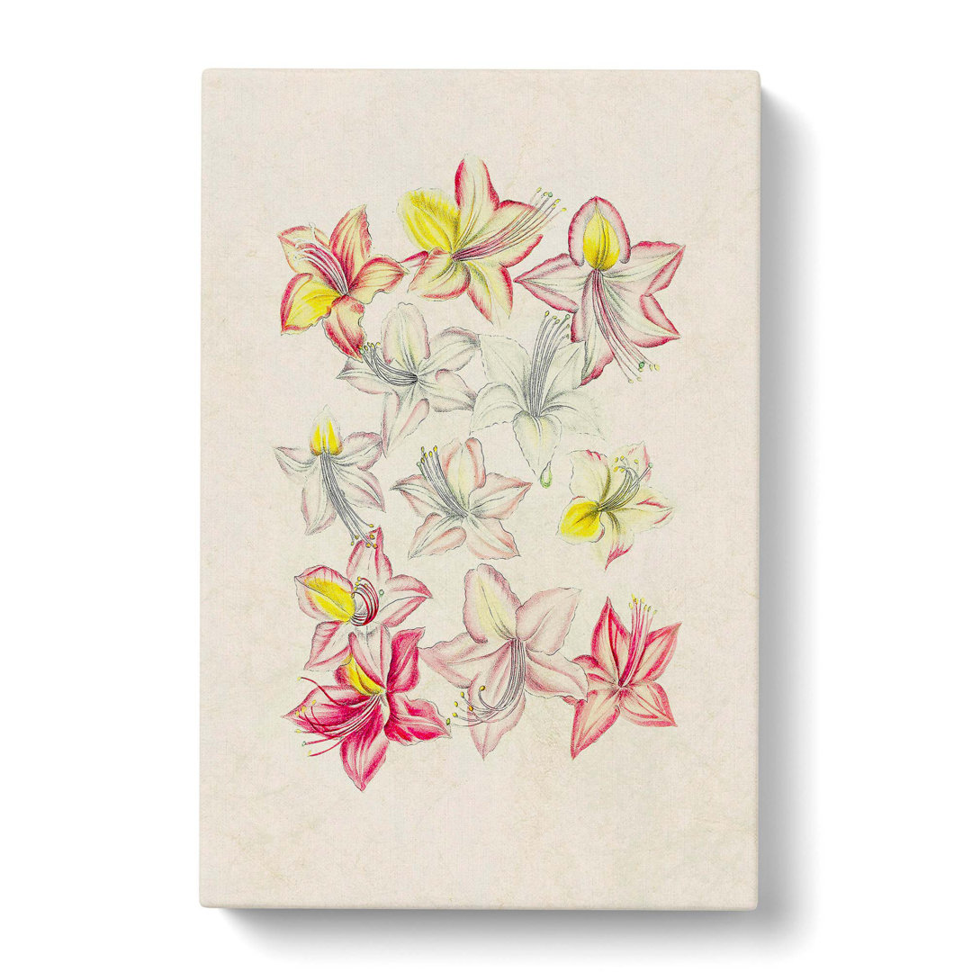 Pink Azalea Flower Illustration - Wrapped Canvas