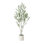 Olive Tree in Pot