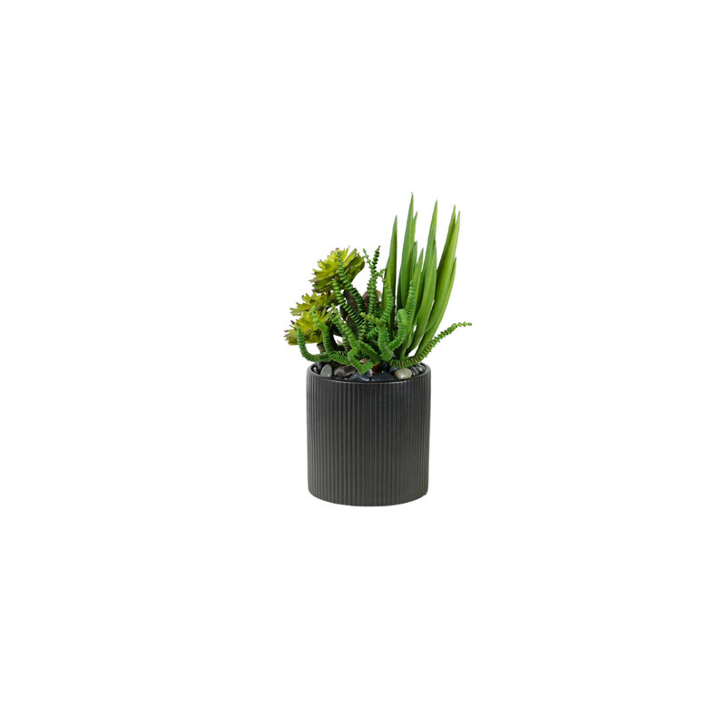 Succulents Arrangement in Ribbed Black Ceramic Planter
