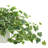 Variegated Ivy in Ribbed Ceramic Vase