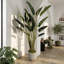 Bird of Paradise in Fiberstone Planter