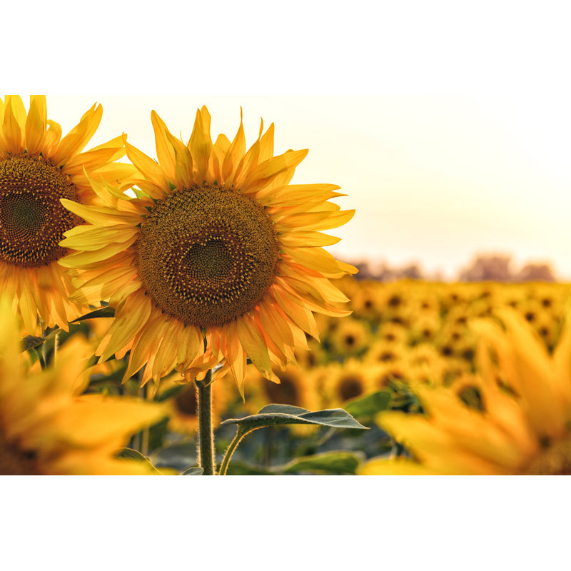 Sunflower At Evening - Wrapped Canvas Print, 30cm H x 46cm W x 3.8cm D