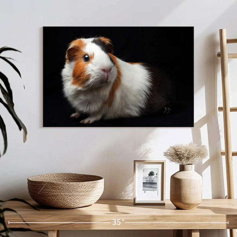 Cochon d'Inde tricolore, H 16 po x l 24 po