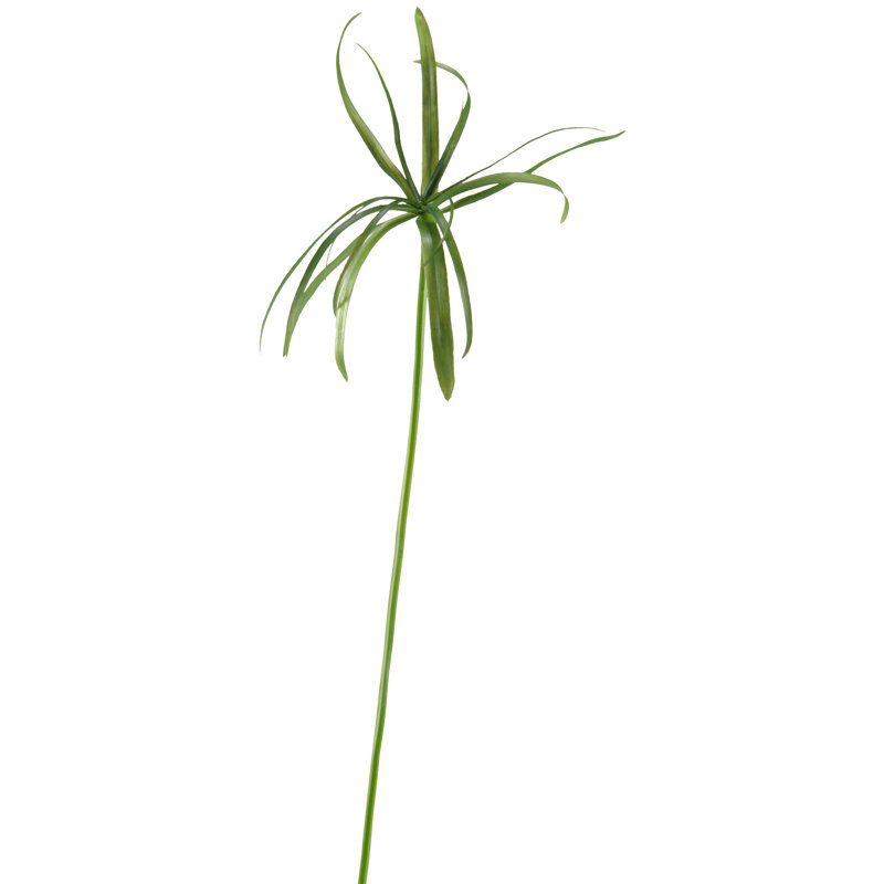 Herbe papyrus