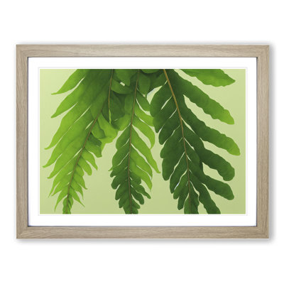 Unusual Fern Leaf - Framed Print