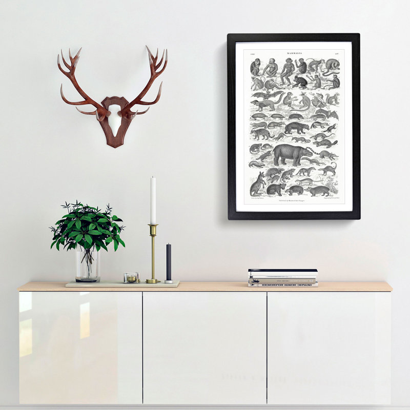 Study of Mammals LII by Oliver Goldsmith - Framed Print, 36cm H x 27cm W x 2cm D, Black Framed