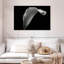 Lys Calla monochrome-810851422