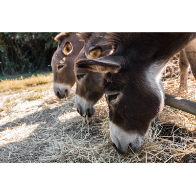 Wingil Three Donkeys by Germi_p - Wrapped Canvas Print