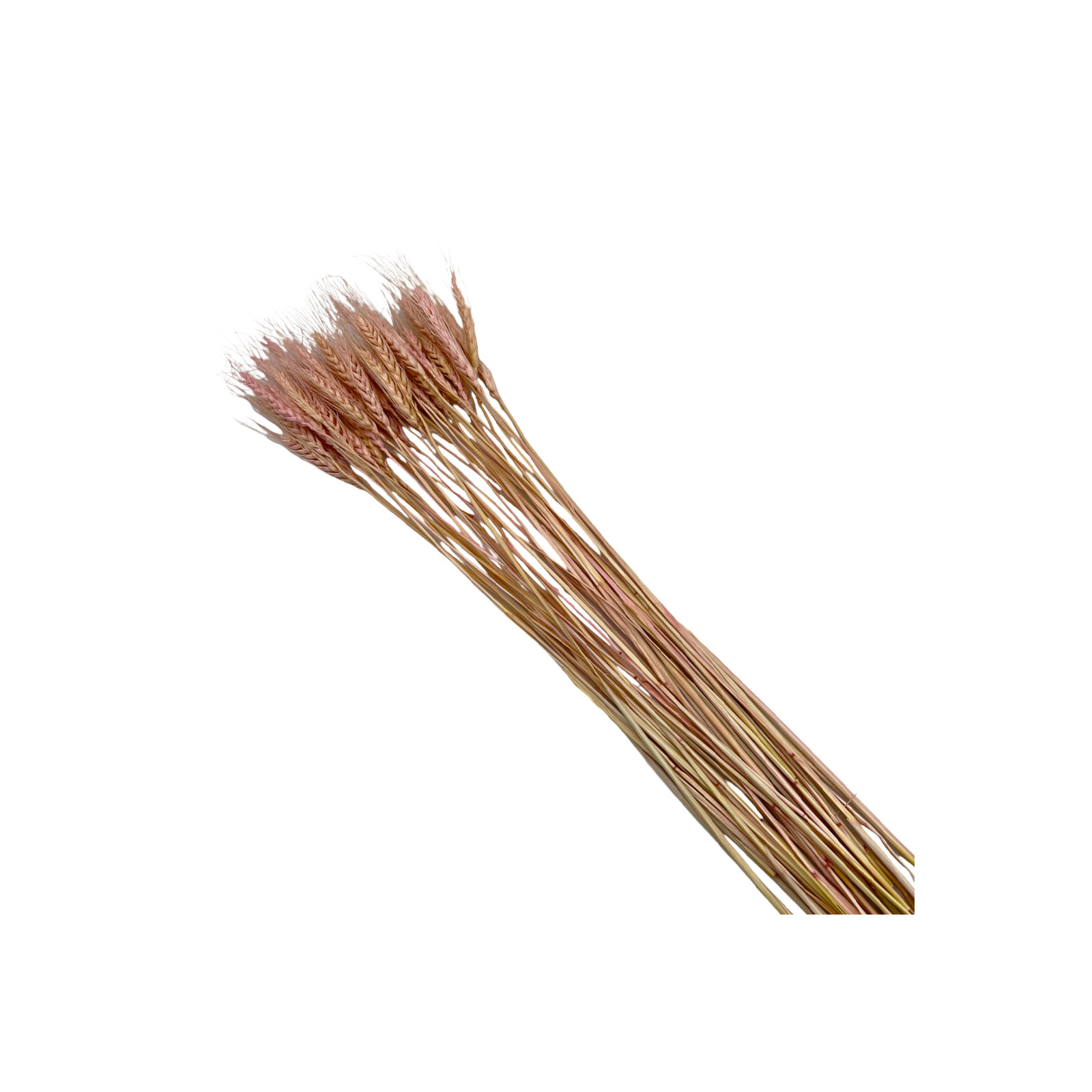 Dried Preserved wheat Bouquet, Pink