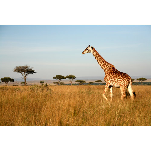 Ebern Designs Giraffe (Kenya) On Canvas by Paulbanton Print | Wayfair