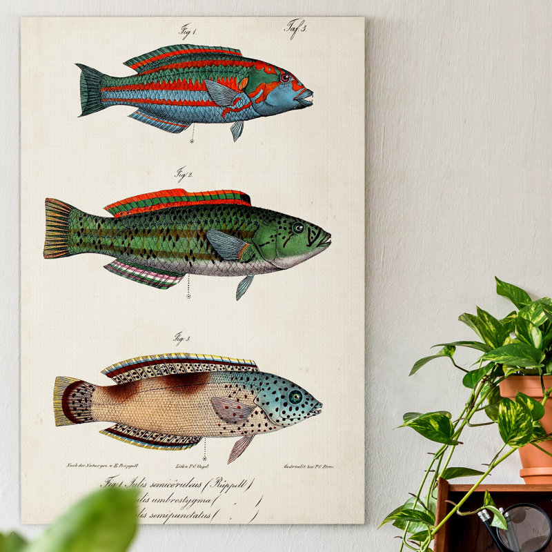 « Antique Fish trio I », reproduction d’art sur toile tendue, H 48 po x l 32 po x P 1 po