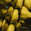 Tapisserie murale «Fruit Quince»-133648490