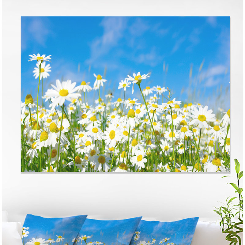 Photographie florale de marguerites blanches sous un ciel bleu - marguerites blanches, H 30 po x l 40 po x P 1 po