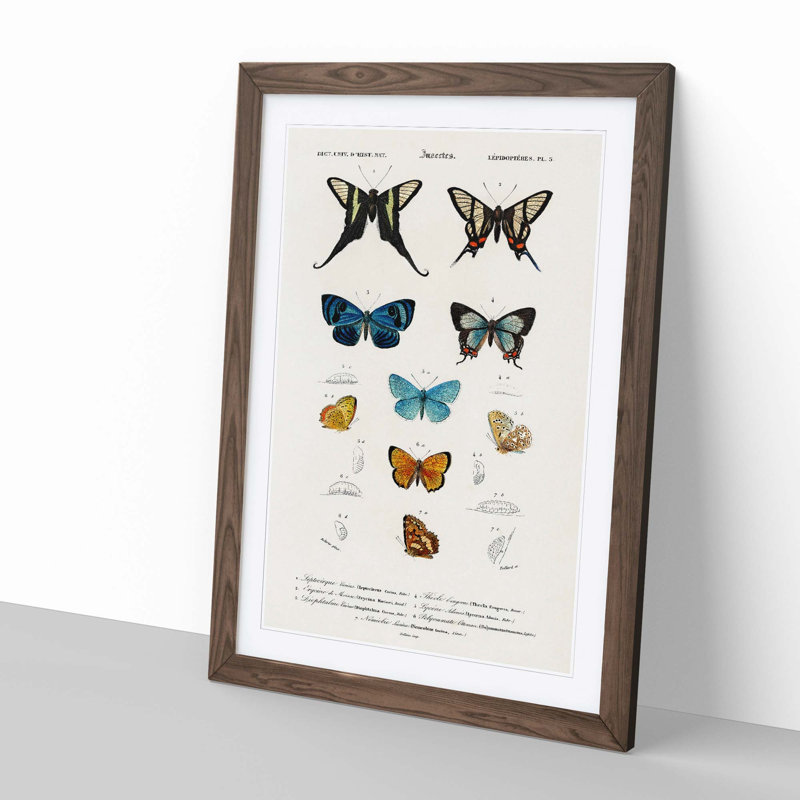 Butterfly Illustrations PL.5 by Charles d' Orbigny - Framed Print, Walnut Framed, 65cm H x 48cm W x 2cm D