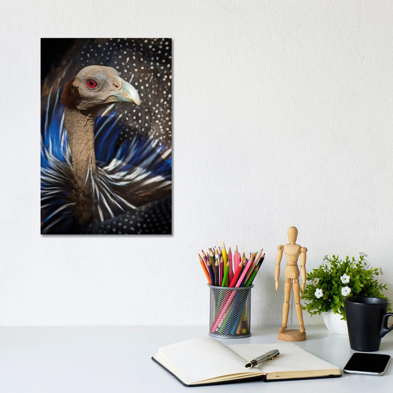 Vulturine Guineafowl Kenya - Wrapped Canvas Print, 20.32 cm H x 30.48 cm W