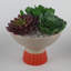 Succulent dans un pot de fleurs-1405813410