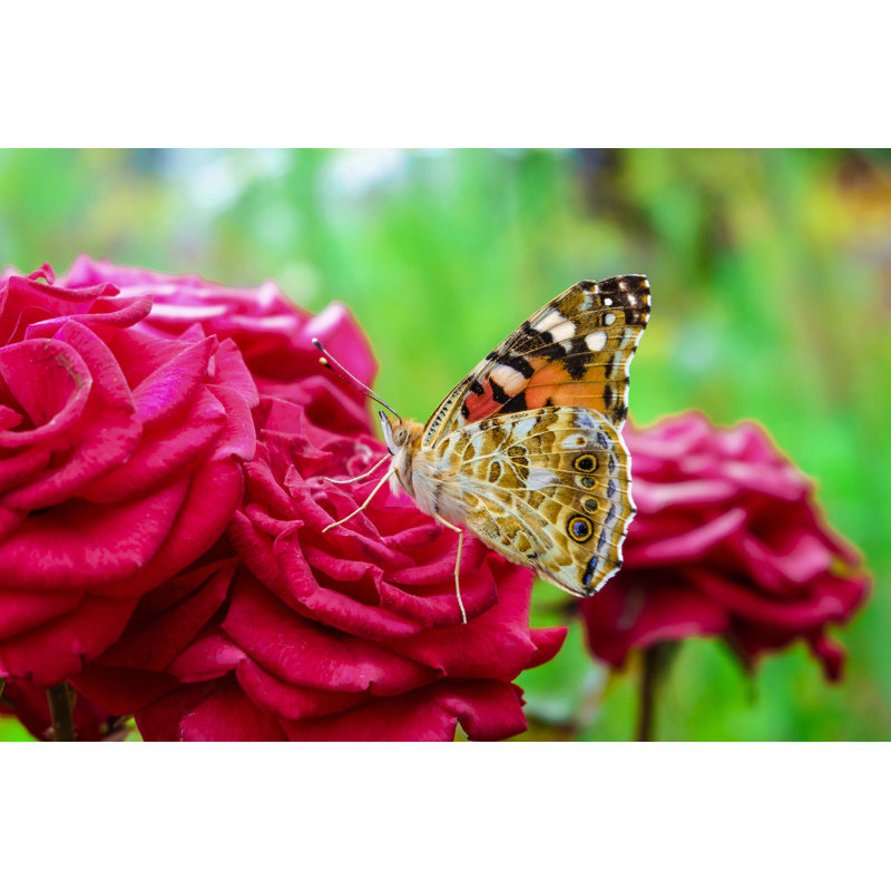 Noosa Beautiful Butterfly - Wrapped Canvas Print, 30cm H x 46cm W x 3.8cm D