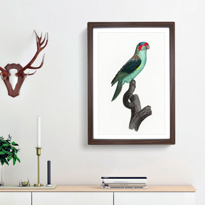 A Musk Lorikeet by F. Levaillant - Framed Print