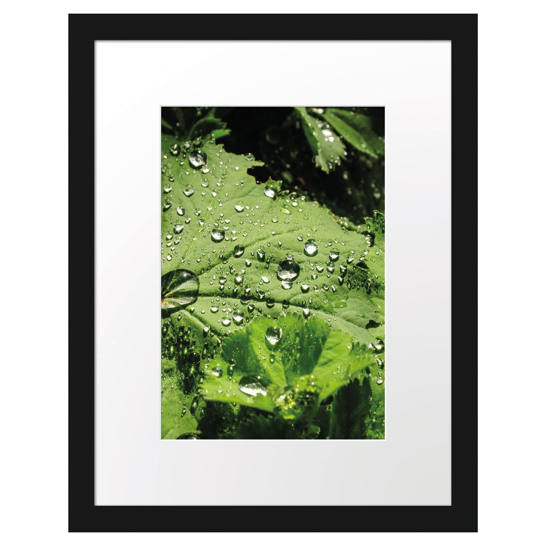 Gerahmtes Poster Wassertropfen auf Blatt