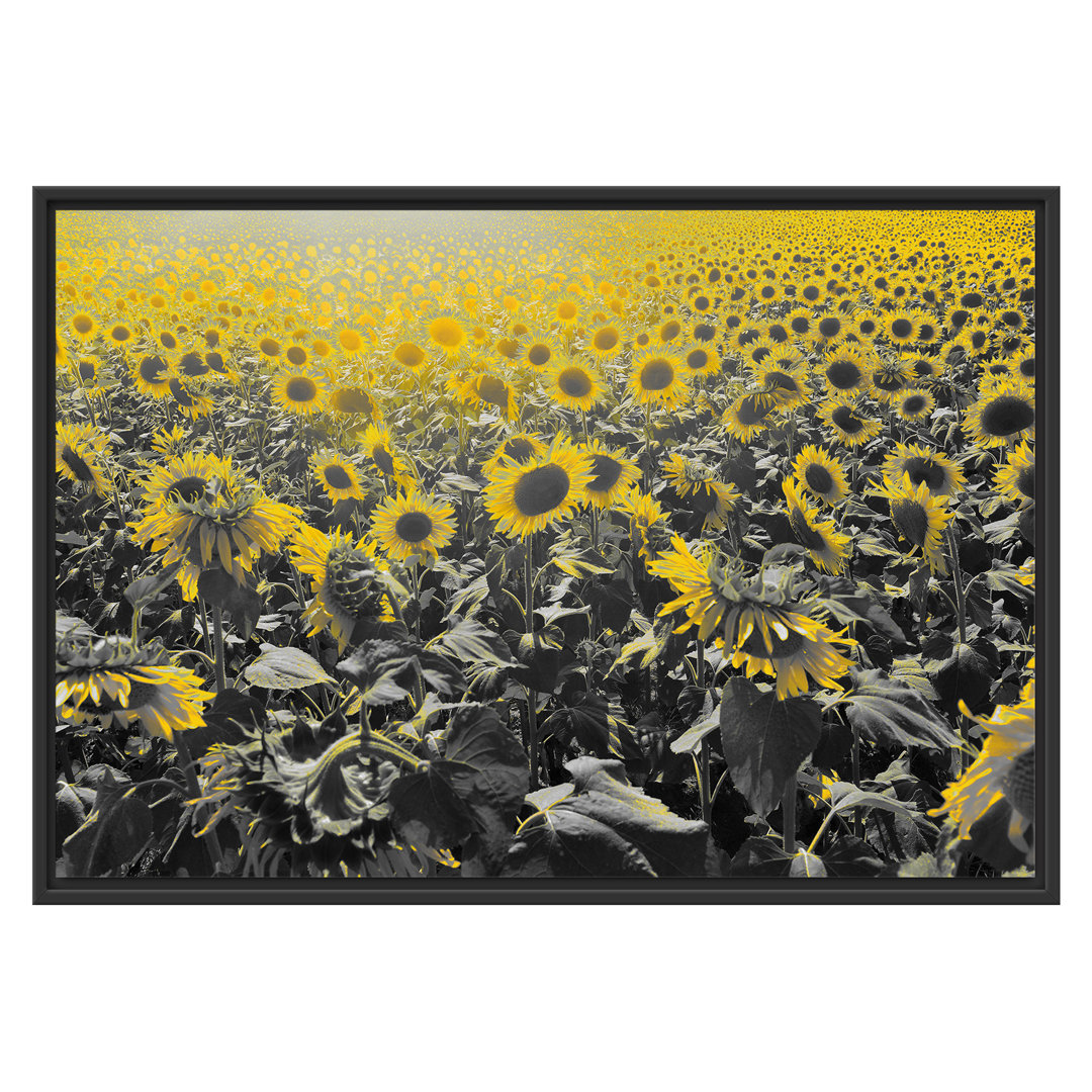 Gerahmtes Wandbild Wunderschönes Sonnenblumenfeld