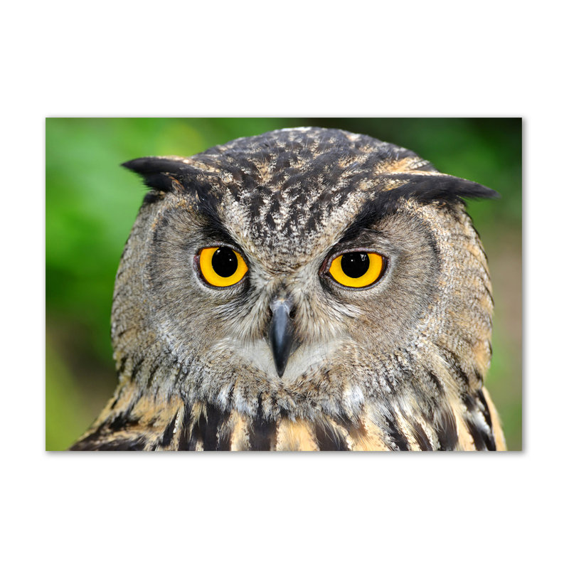 Owl - No Frame Print on Canvas