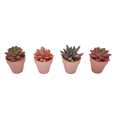 Plante de 4 po