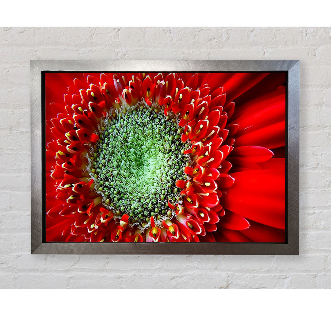 Gerbera Centre Close-up - Einzelner Bilderrahmen Kunstdrucke