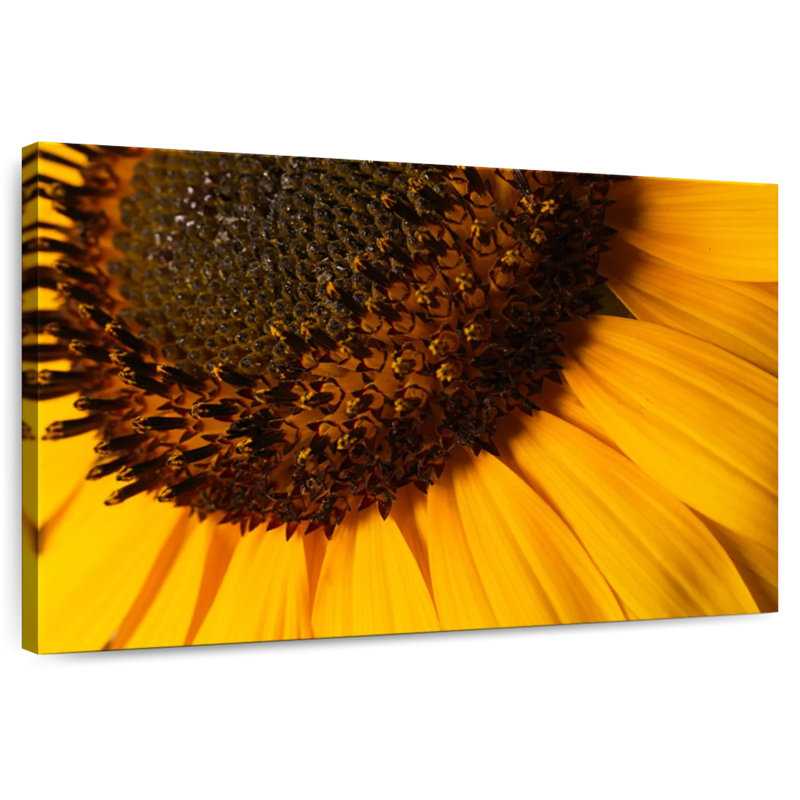 Tournesol Harnek, H 16 po x l 24 po