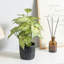 Artificial Plant