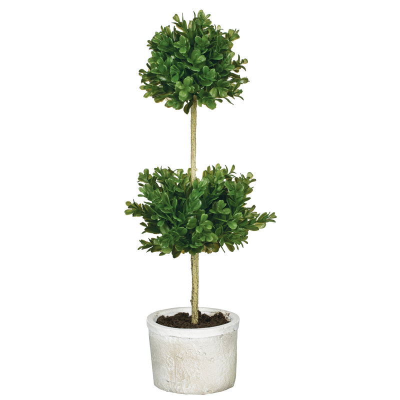 Topiaire buis double ball en pot