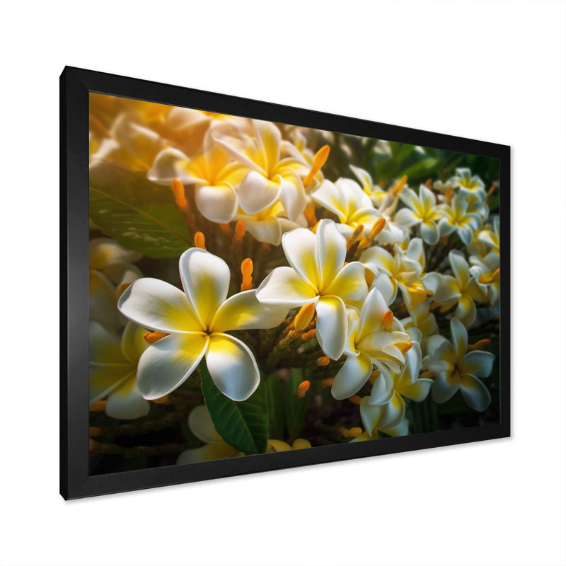 «Yellow White Exotic Plumeria Blooms I», reproduction sur toile, Cadre simple noir, H 12 po x l 20 po x P 1 po