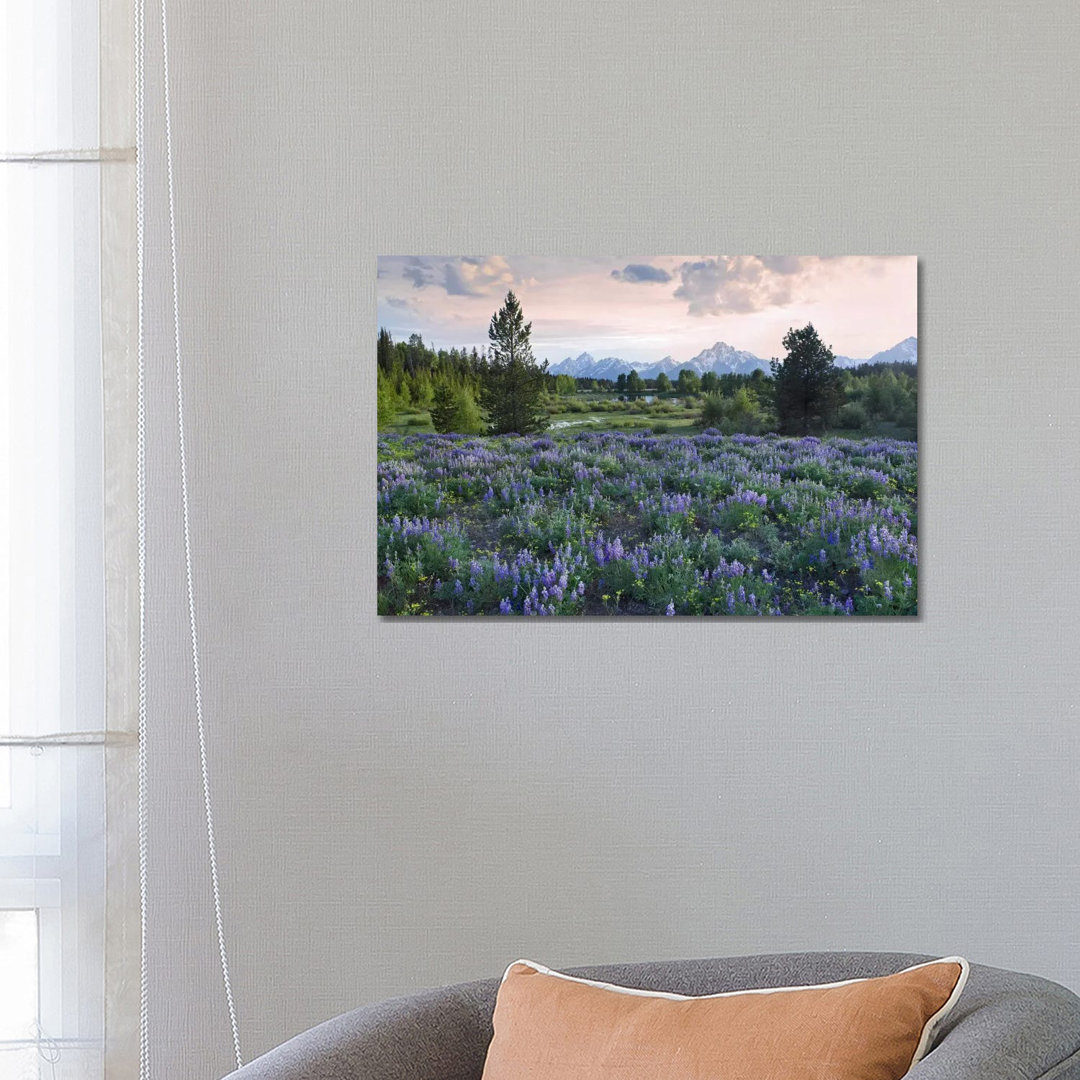 Lupine Meadow, Grand Teton National Park, Wyoming by Tim Fitzharris - Wrapped Canvas Print