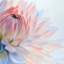 Lotus fleur pastel - fleurs roses