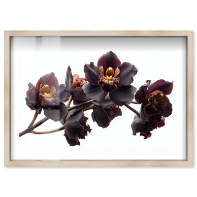 «Dark Orchid II Shadowbox», reproduction d'art mural par Notoriart, cadre blond, 54 x 36