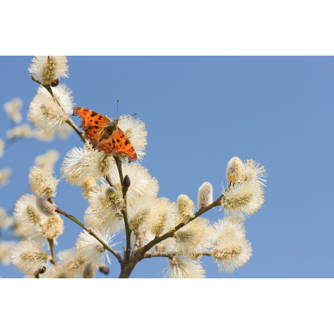 Der Komma-Schmetterling - Leinwandbild