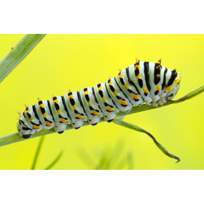 SWallowTail Chenille - Photographie sur toile tendue, L 30 po x H 20 po