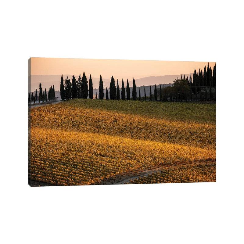 Italy, Tuscany, Vineyard, Late Light 1 Piece Wrapped Canvas Wall Art, 66.04 cm H x 45.72 cm W x 3.175 cm D