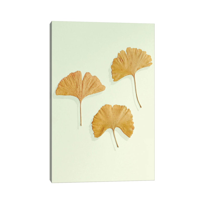 Ginkgo Leaf Trio by Alyson Fennell - Wrapped Canvas Print, 20.32 cm H x 30.48 cm W