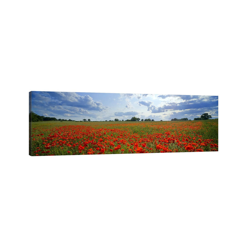 Poppies in a Field, Norfolk, England #2 1 Piece Wrapped Canvas Panoramic Wall Art, 121.92 cm H x 40.64 cm W x 1.91 cm D