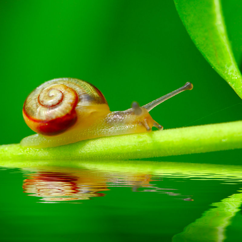 Petit escargot, H 12 po x l 12 po