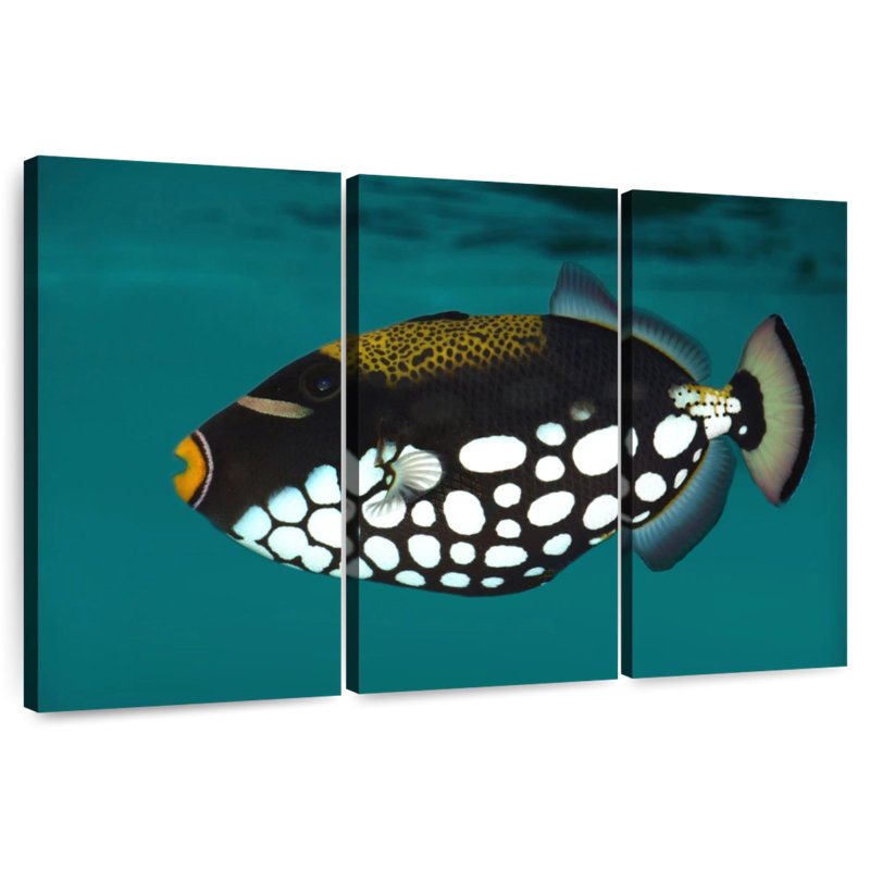 Brampt Clown Triggerfish Pet, H 36 po x l 57 po