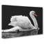 White Swan Swimming - Wrapped Canvas Print-56641708