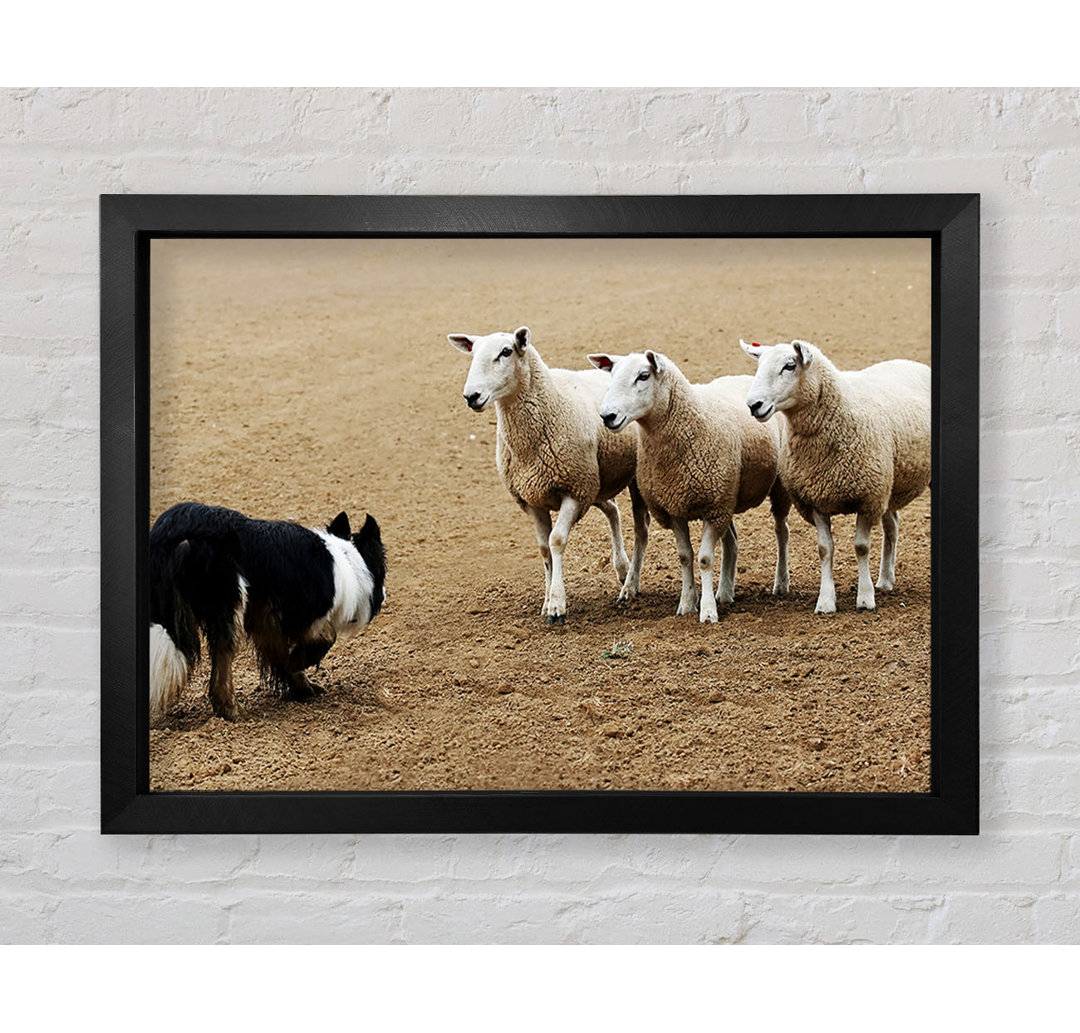 Sheepdog Roundup - Einzelne Bilderrahmen Kunstdrucke